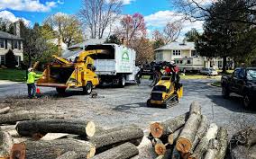 Best Stump Grinding and Removal  in Aquia Harbour, VA