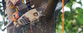 Leaf Removal in Aquia Harbour, VA