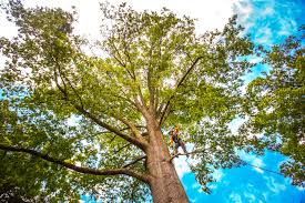Best Lawn Grading and Leveling  in Aquia Harbour, VA