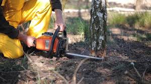 Best Lawn Disease Treatment  in Aquia Harbour, VA