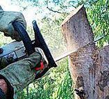 Best Tree Preservation Services  in Aquia Harbour, VA