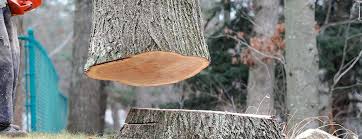Best Hazardous Tree Removal  in Aquia Harbour, VA