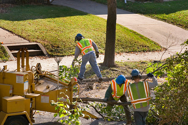 Professional Tree Services in Aquia Harbour, VA