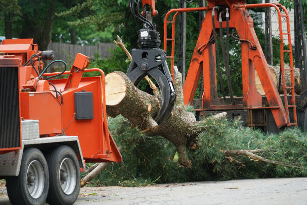 Best Utility Line Clearance  in Aquia Harbour, VA