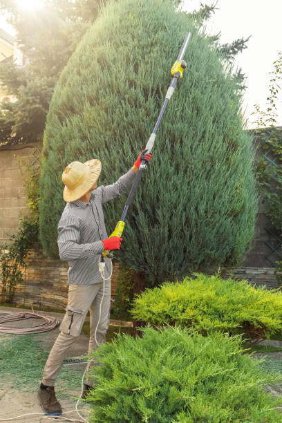 Best Tree Mulching  in Aquia Harbour, VA