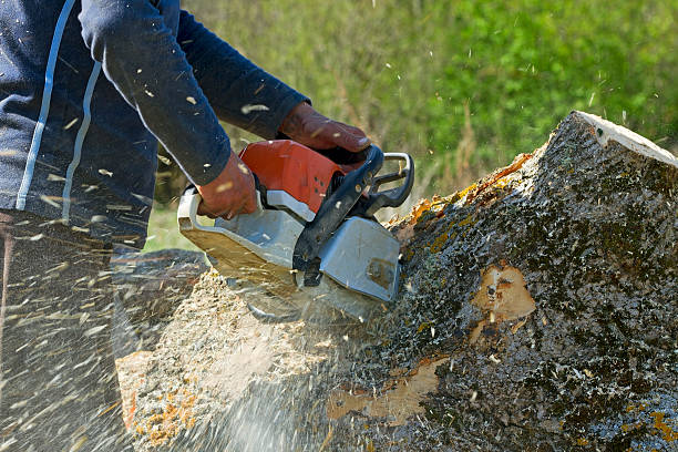 Best Lawn Drainage Solutions  in Aquia Harbour, VA