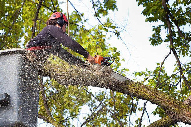Best Lawn Maintenance Plans  in Aquia Harbour, VA
