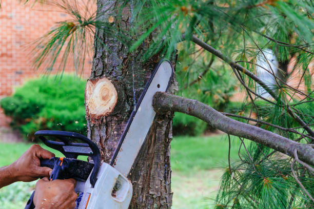 Best Tree Disease Treatment  in Aquia Harbour, VA